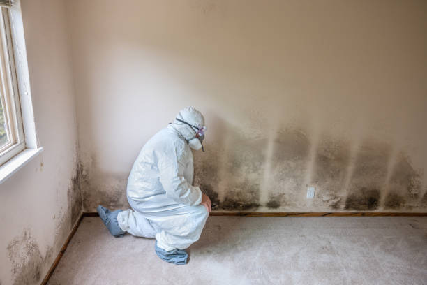 Best Basement Mold Remediation in Chester, MD