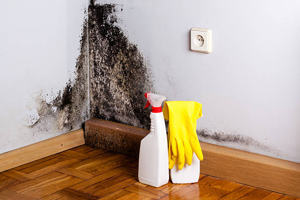 Best White Mold Remediation in Chester, MD